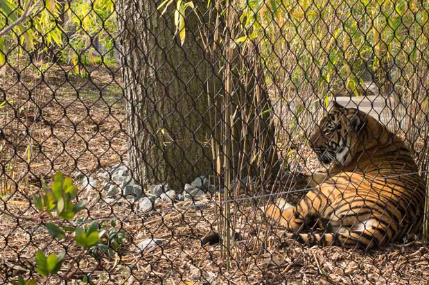 Woodland Park Zoo Opens Revamped Exhibit with Three New Tigers Woodland Park Zoo Opens Revamped Exhibit with Three New Tigers
