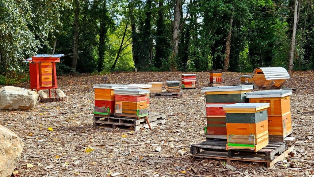 Colorful beehives are arranged on pallets in a wooded outdoor area with scattered leaves and trees in the background.