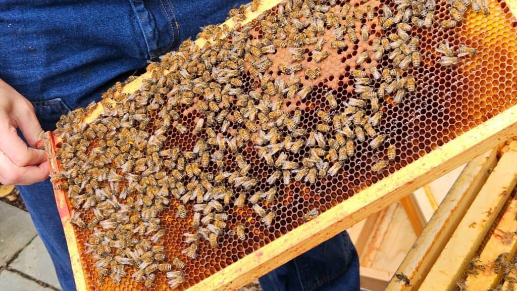 A person holds a wooden frame from a beehive, covered with honeybees on comb cells.