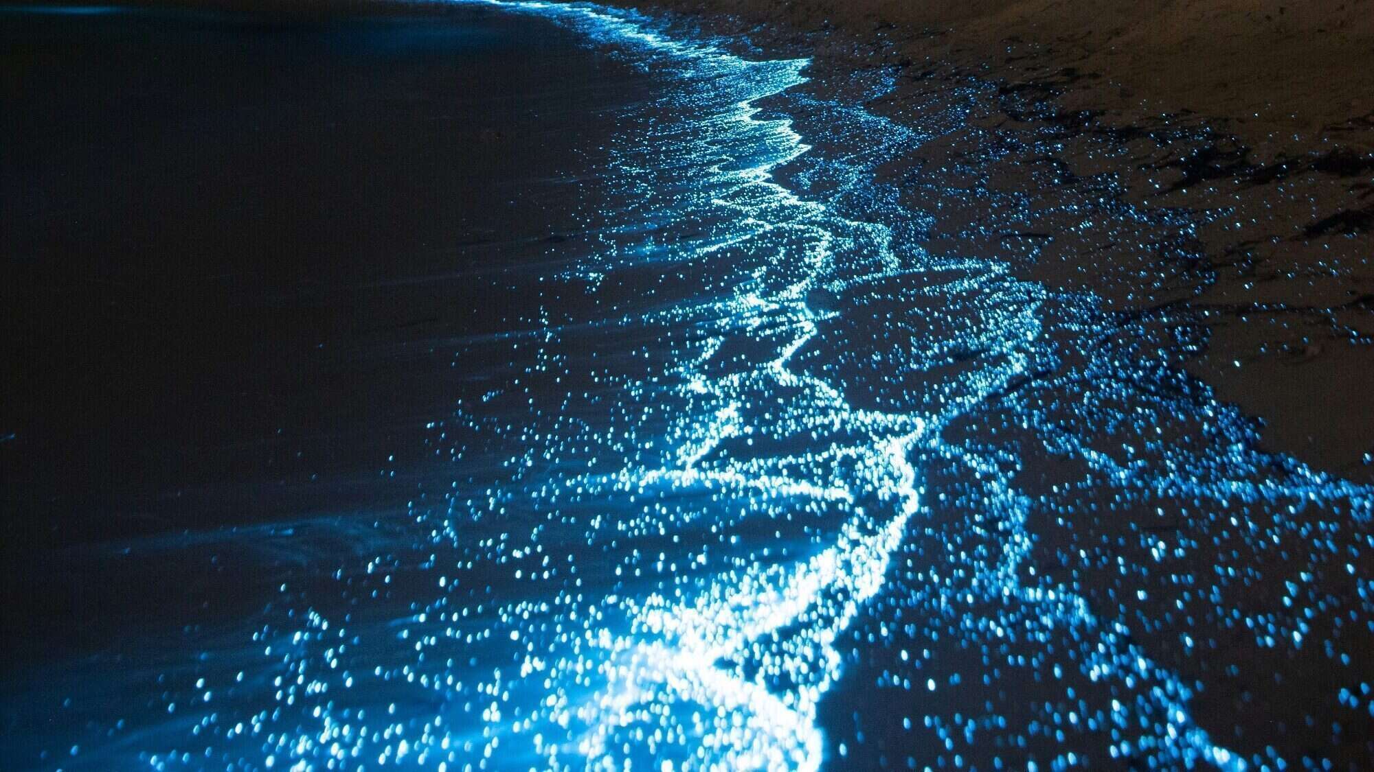 Glowing blue bioluminescent waves illuminate the shoreline at night, creating a bright, sparkling edge along the dark sand.