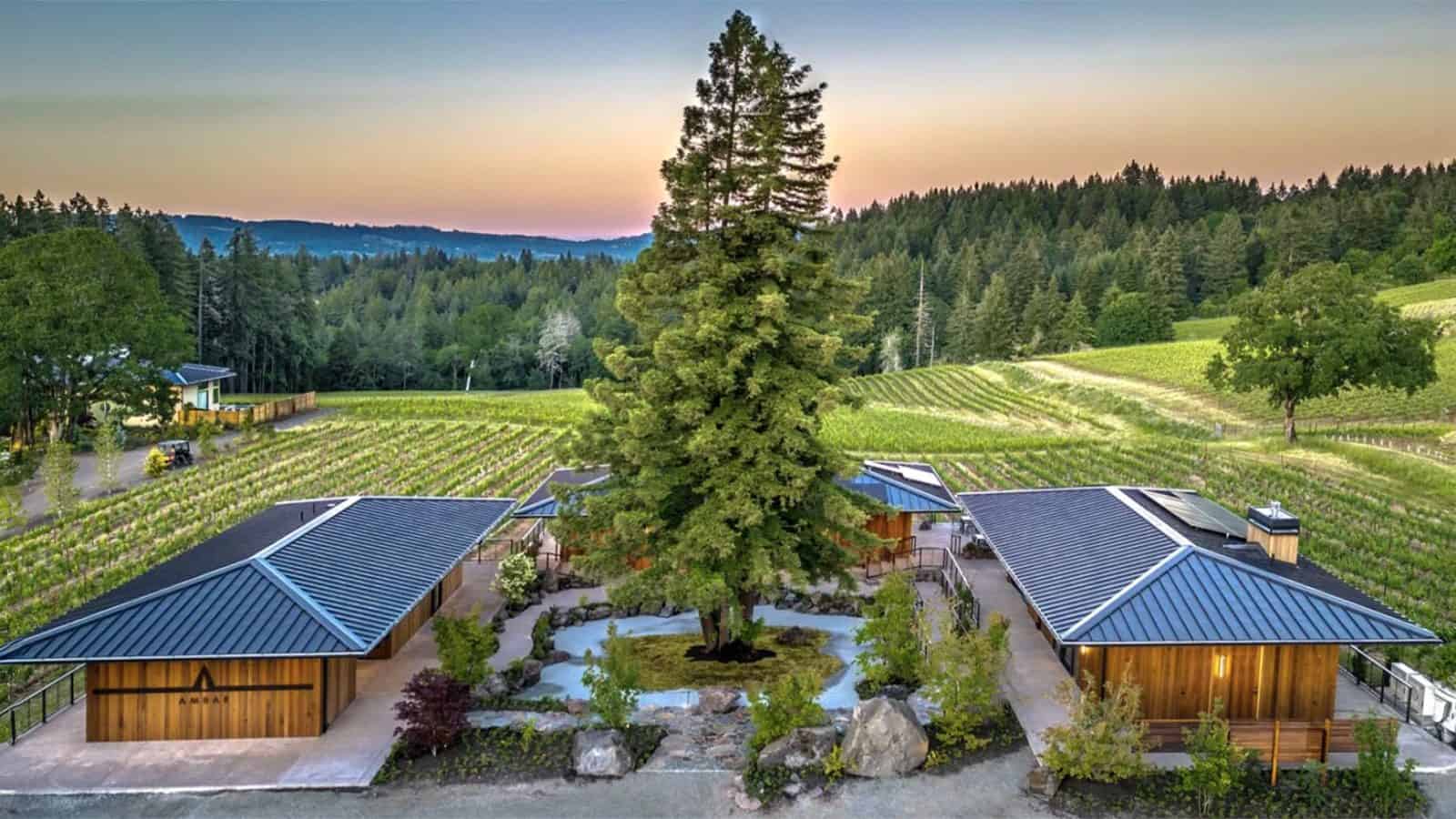 A Willamazing winery with modern wooden buildings, centered around a large tree, set within a vineyard surrounded by a forest at sunset.