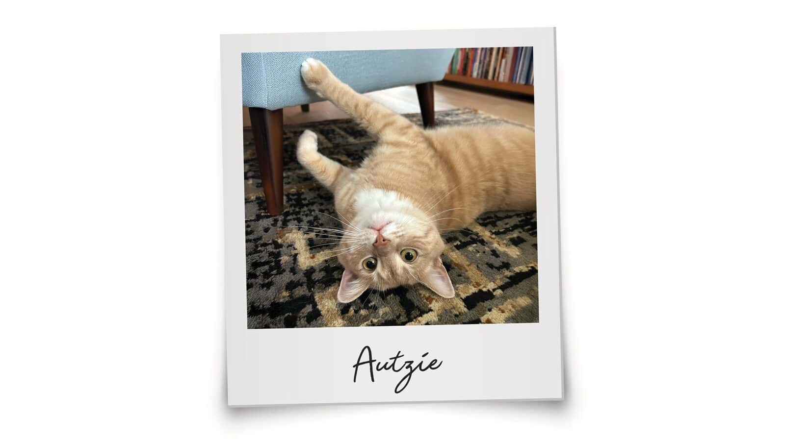 A light orange cat lies on its side on a patterned rug, looking up at the camera with one paw resting on the leg of a light blue chair—a cozy scene fit for Seattle’s Magazine’s Critter Chronicles.