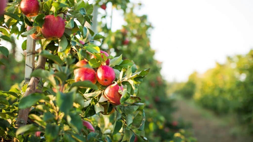 Red apples growing on leafy tree branches in an orchard, with rows of apple trees visible in the background—an idyllic scene perfect for those seeking what to do in Seattle in September and October.