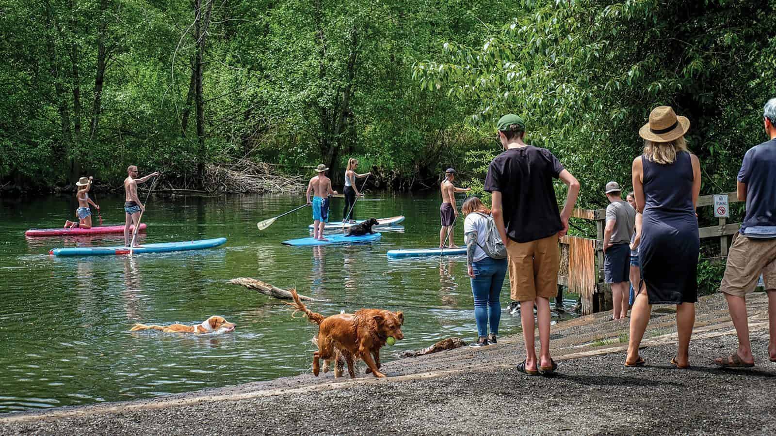 People and dogs are enjoying a sunny day near the river at Marymoor Dog Park, with some paddling on stand-up boards while others watch from the off-leash area on the shore.