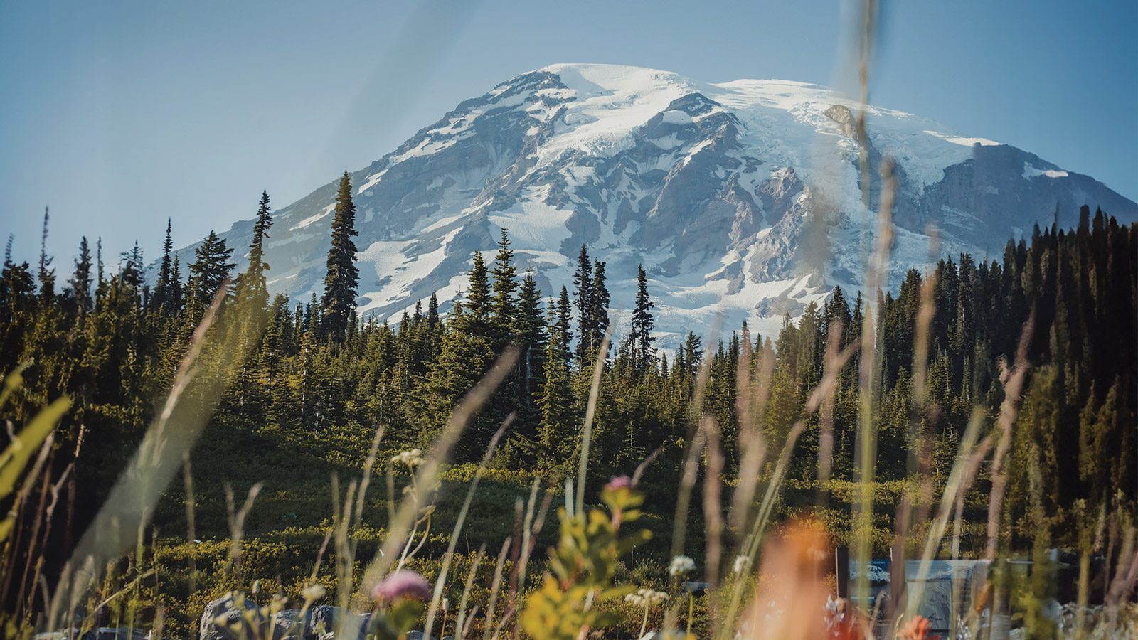 A snow-covered volcano looms in the distance, with a forest of tall evergreen trees in the foreground, viewed through blurred grasses.
