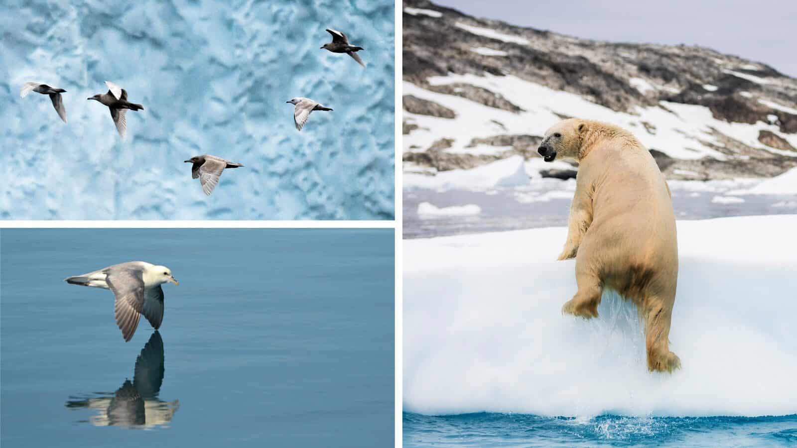 A collage showing seabirds flying near ice, a single seabird gliding over water, and a polar bear climbing onto an ice floe in a stunning Greenland landscape.