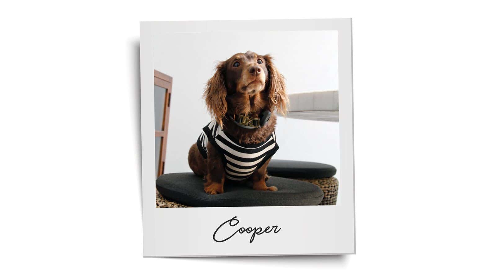 Brown dachshund wearing a black and white striped shirt sits on a cushion next to a table, featured in Seattle’s Magazine’s Critter Chronicles, with “Cooper” written at the bottom of the photo.