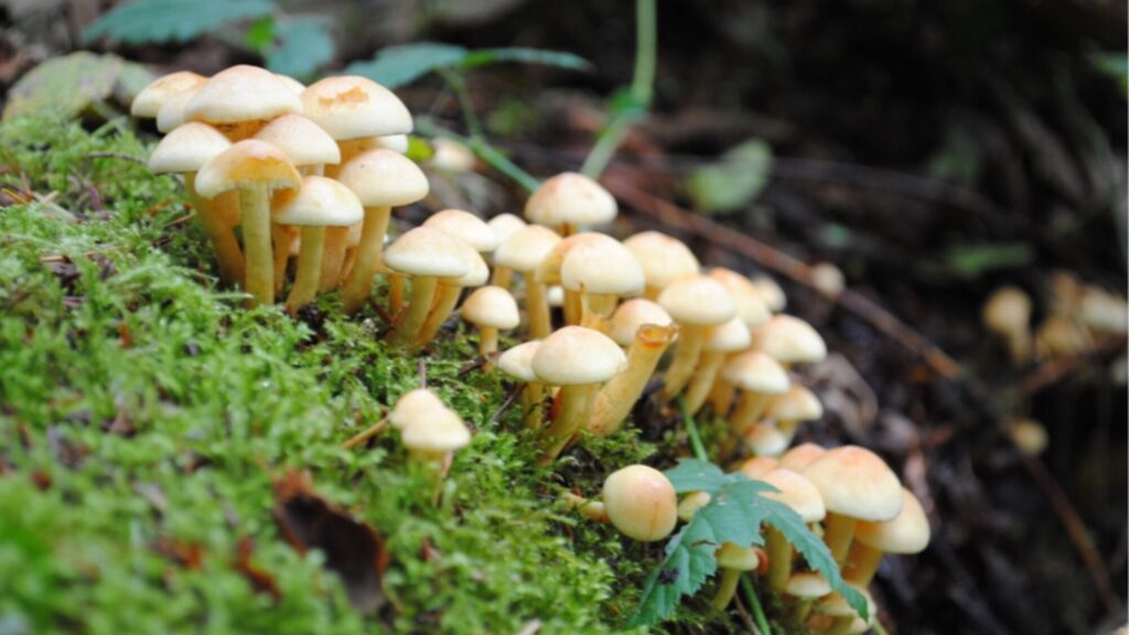 A cluster of small, pale mushrooms growing on a moss-covered log in a forest setting.