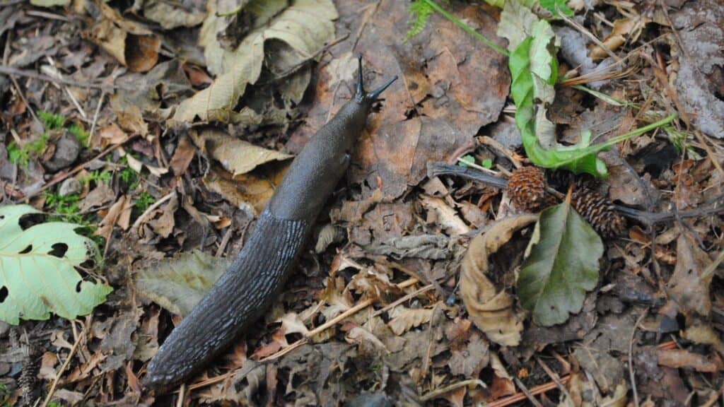 A dark slug crawls on damp forest floor covered with dry leaves, twigs, and scattered green foliage.