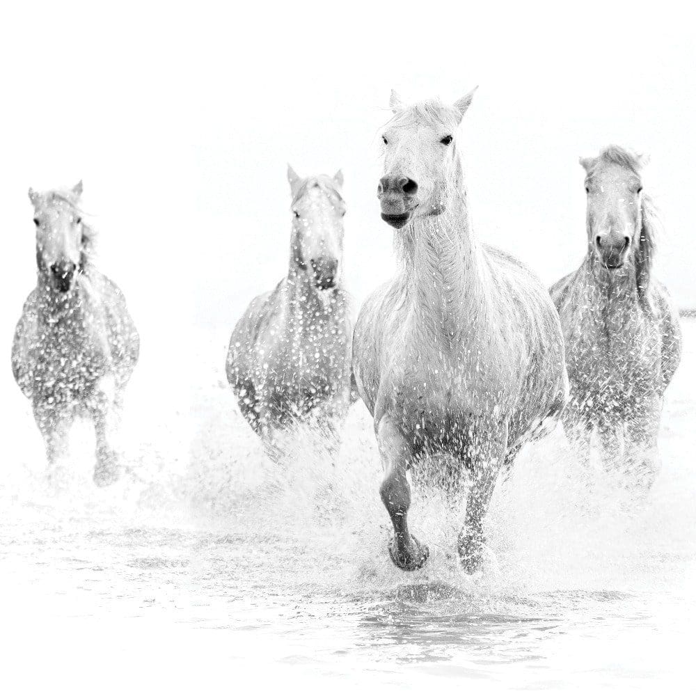 Rain, Water, Horses, And Basketball