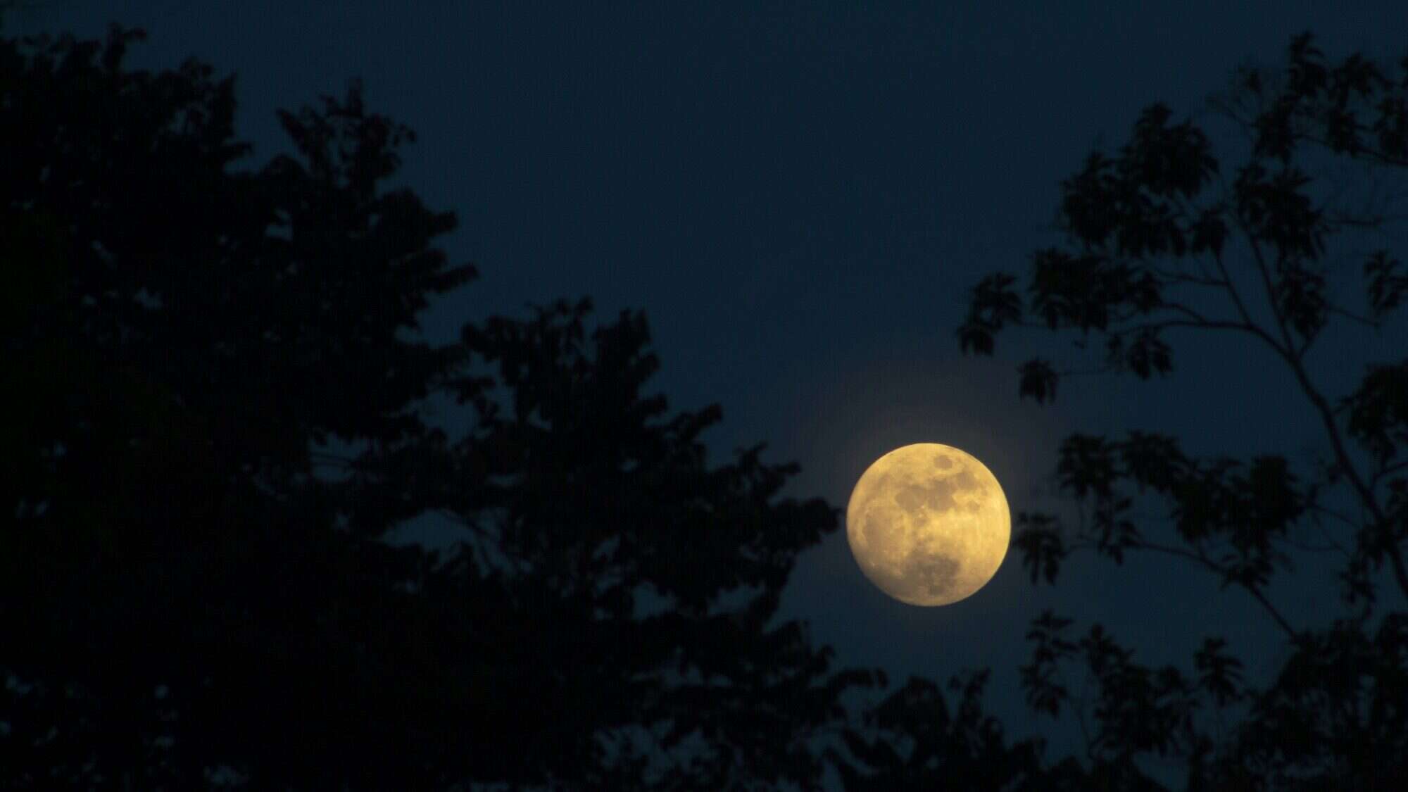 A Harvest Moon is visible in a dark night sky, partially framed by the silhouettes of tree branches and leaves.