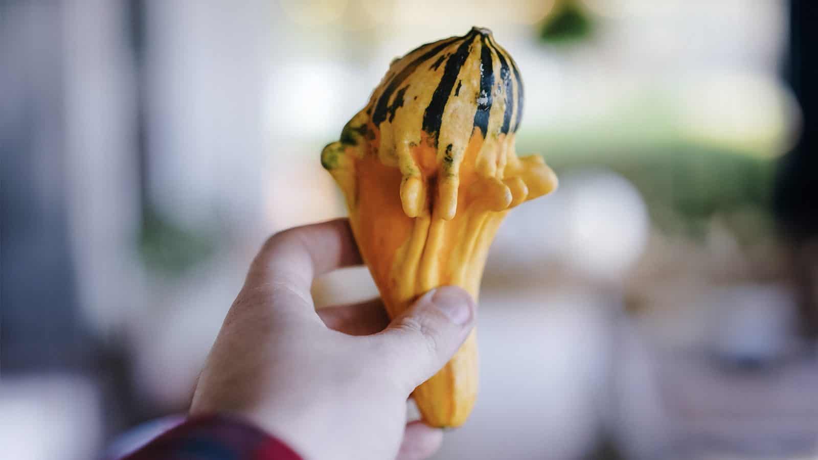 Gourd-IceCreamShape-PhilHearing_1600x900