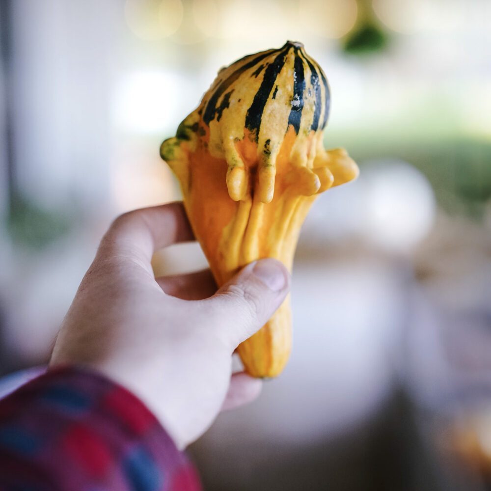 Going Out of My Gourd With Curiosity Going Out of My Gourd With Curiosity