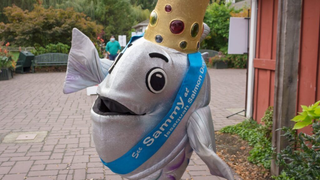 Person in a shiny silver fish costume with a gold crown and a blue sash that reads “See Sammy 4 Issaquah Salmon Days” standing outdoors on a paved path.