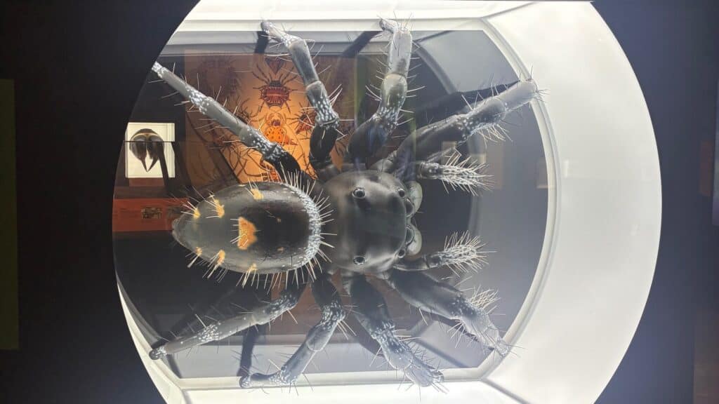 Large, detailed model of a black spider with prominent hairs displayed in a glass case, viewed from above.