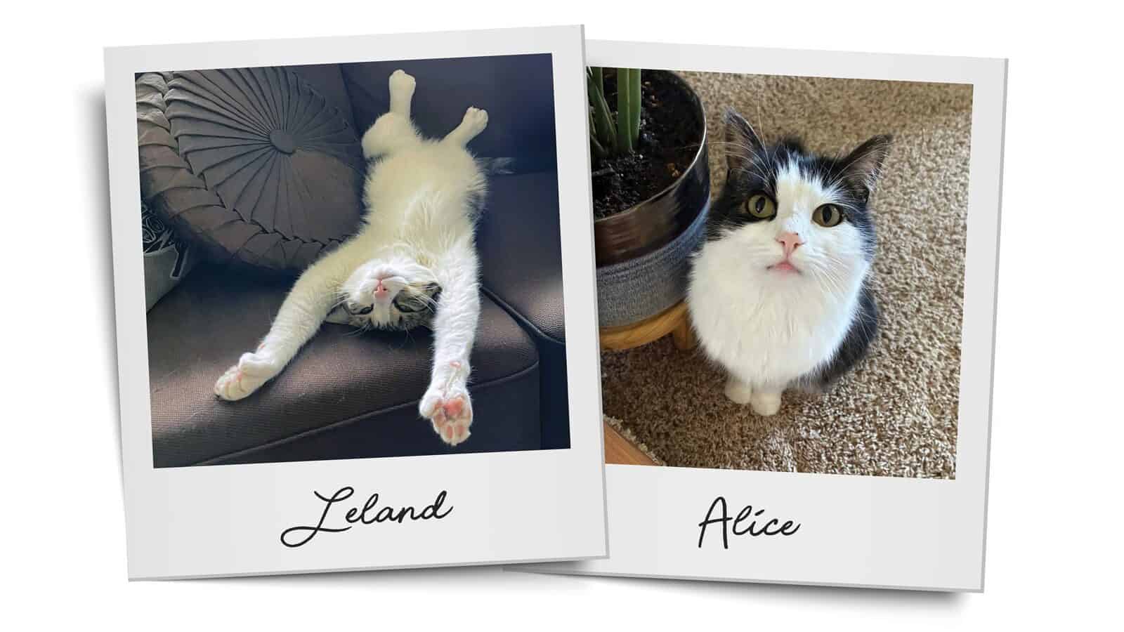 Two photos from Seattle’s Magazine’s Critter Chronicles: one white cat with black markings lies upside down on a couch, and another white and black cat sits upright on a carpet beside a plant.
