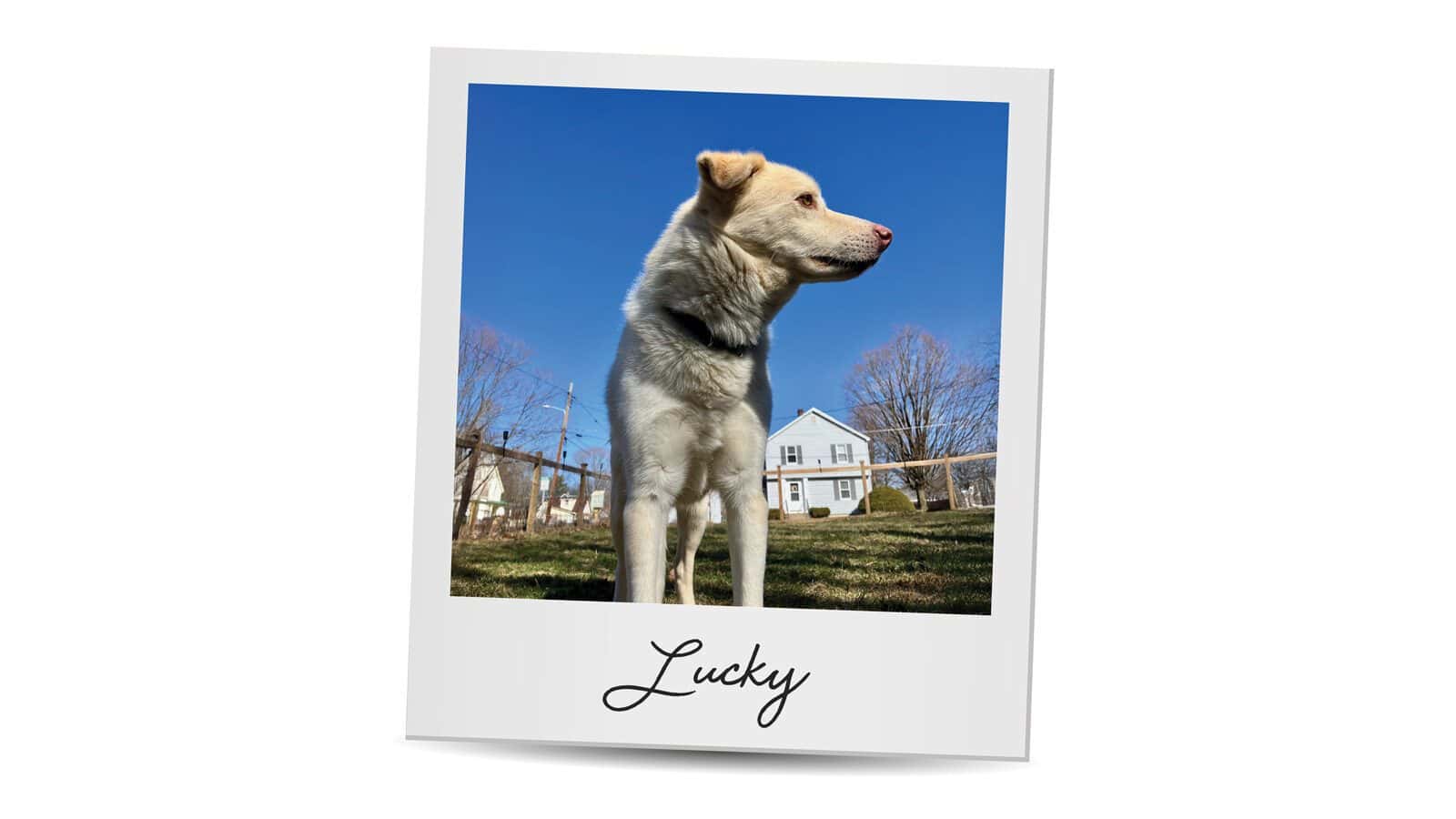 A dog with a light brown and white coat stands on grass in front of a white house under a clear blue sky. Featured in Seattle’s Magazine’s Critter Chronicles, the photo is labeled "Lucky.