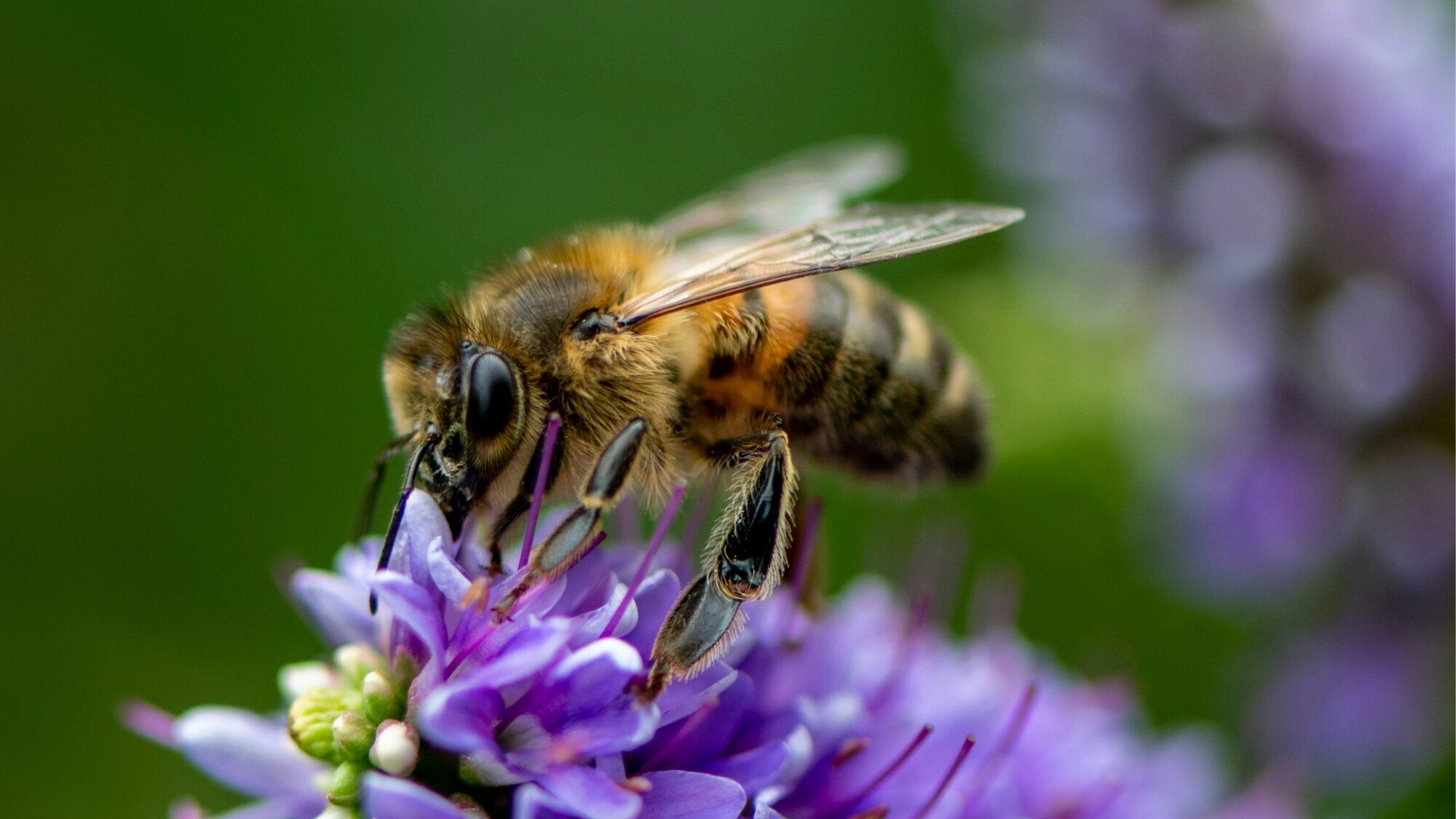 A close-up of a bee from the New Bees on the Block collecting nectar from a cluster of purple flowers, with a blurred green background.