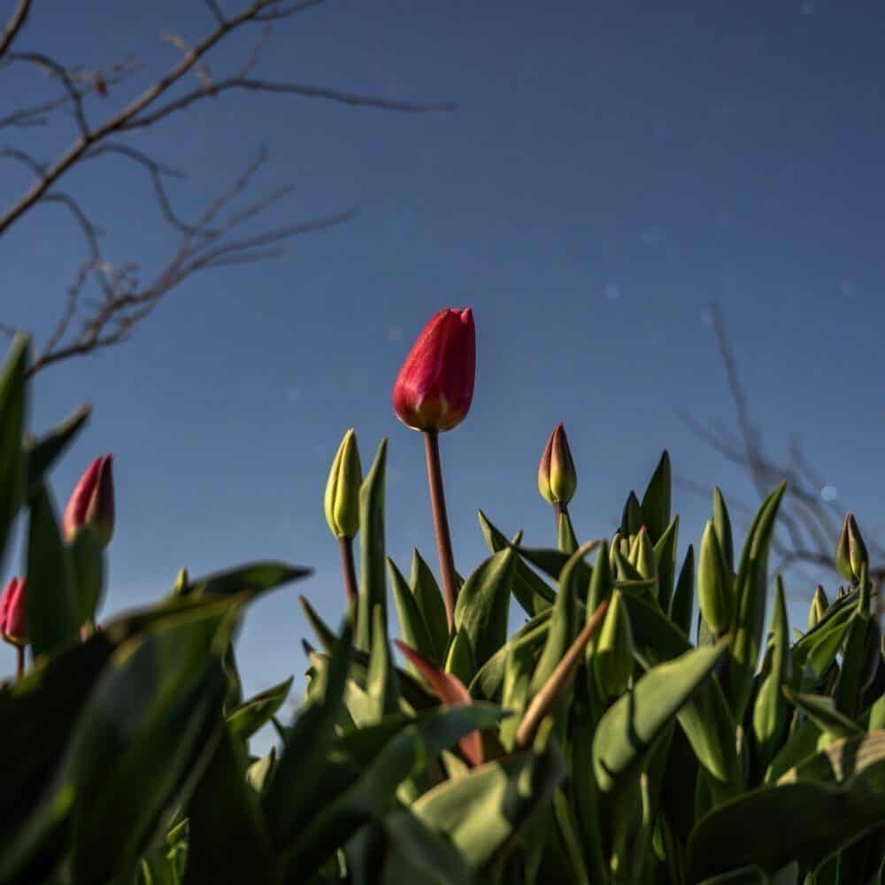 Would You Go See the Tulips… at Night?