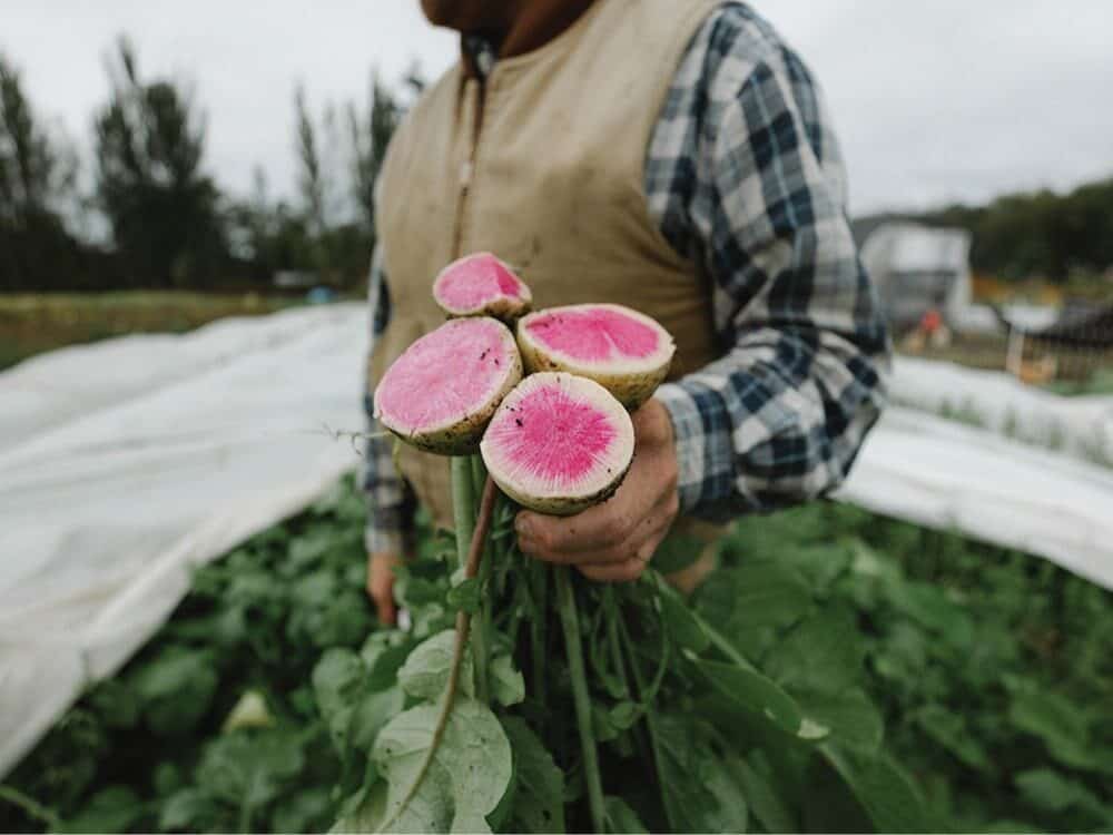 A person stands in a field holding freshly harvested watermelon radishes, cut to reveal their bright pink centers—a vivid example of Lessons from the Land.