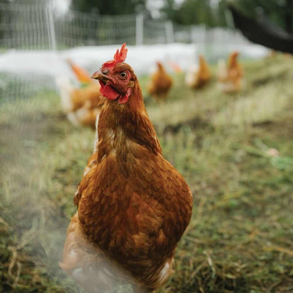 Lessons from the Land Lessons from the Land