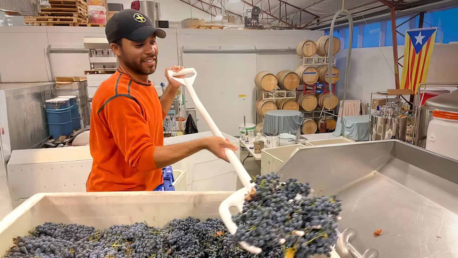 In an orange shirt and black cap, the person demonstrates environmental awareness by skillfully using a shovel to move grapes in a wine production facility. Barrels and equipment sit idly in the background, important reminders of sustainable practices on Earth Day.