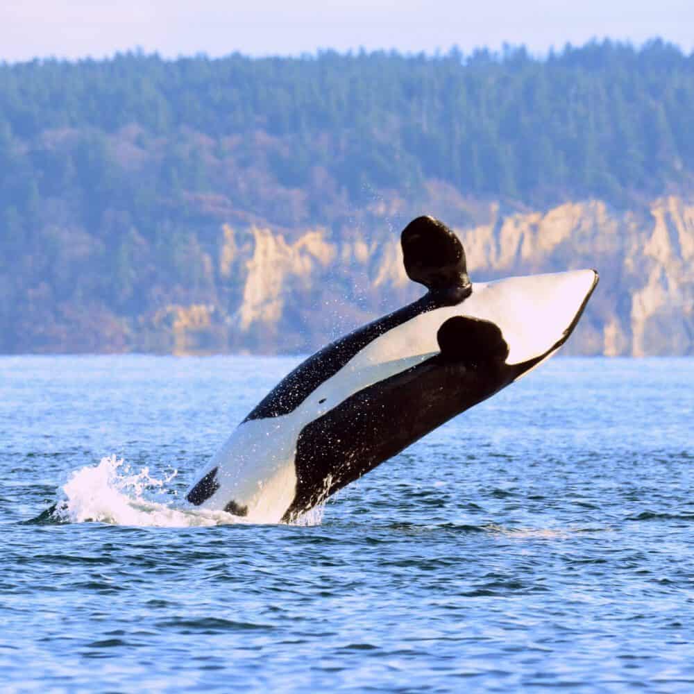 A Whale of a Splash A Whale of a Splash