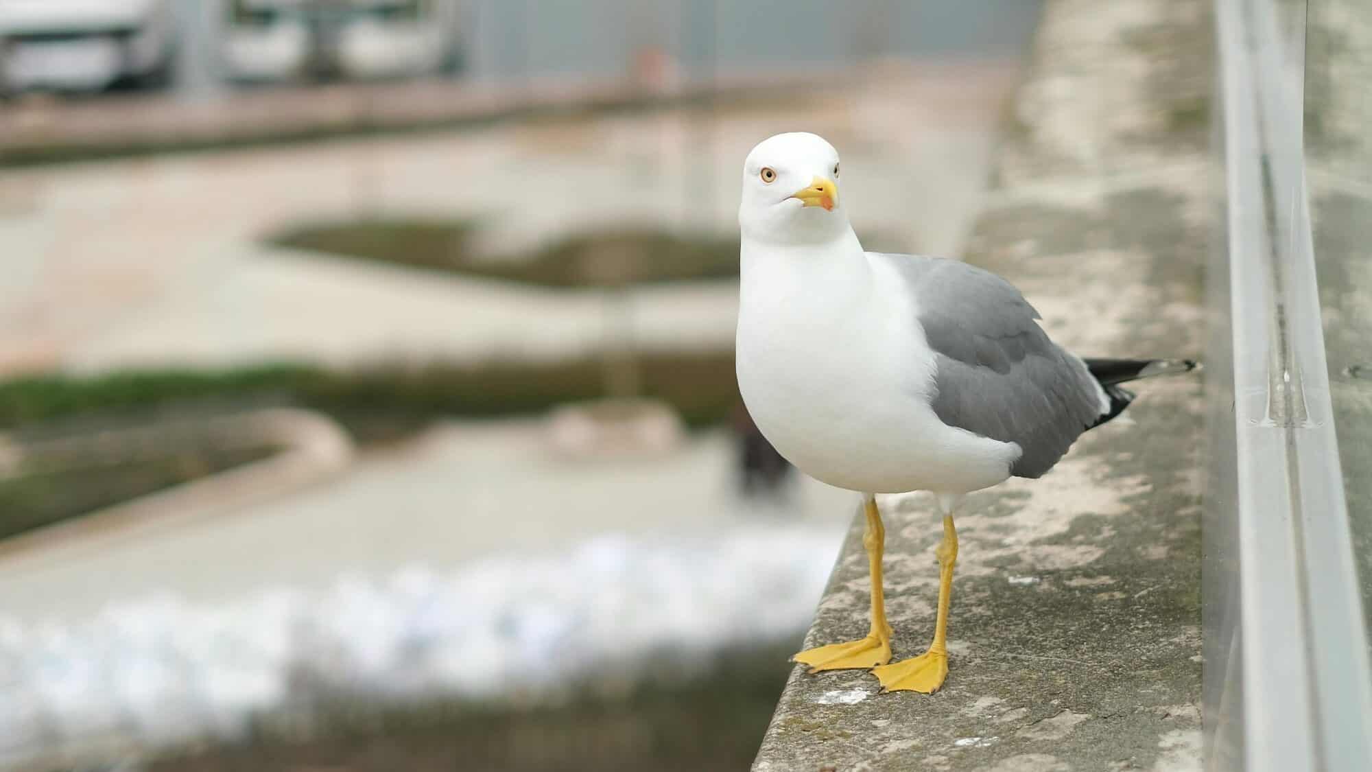 A seagull with gray wings and yellow legs stands on a concrete ledge next to a glass barrier, with a blurred urban background.