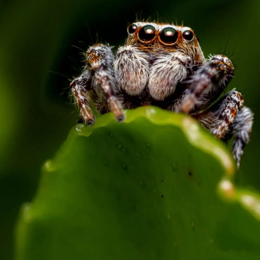 The Secret Lives of Spiders