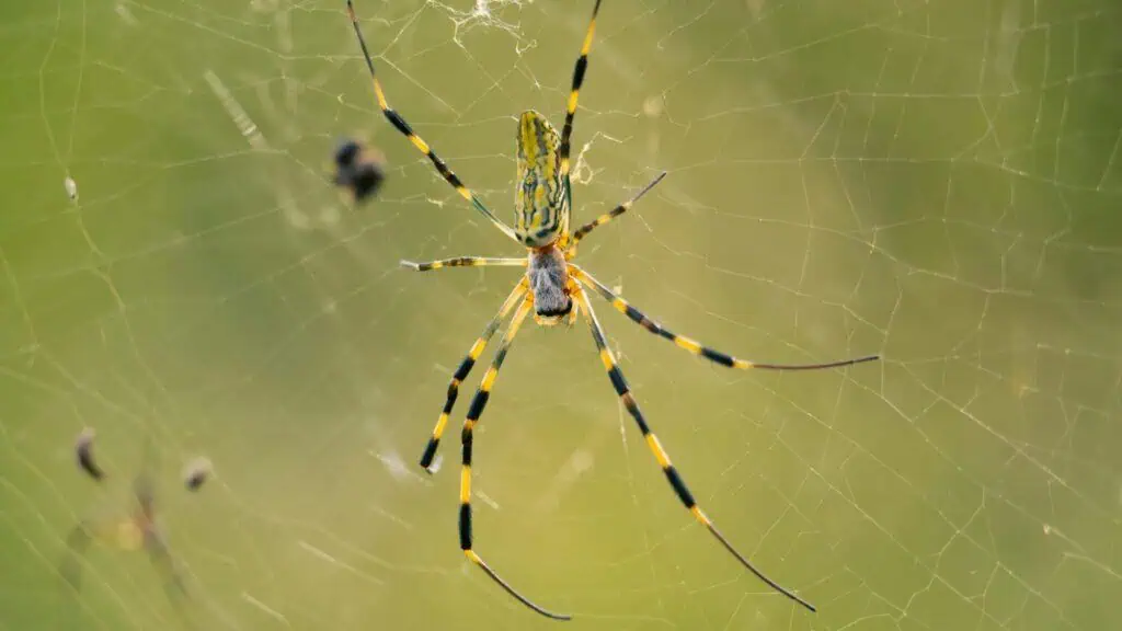 A close-up of a spider with yellow and black striped legs sitting on its web against a blurred green background.