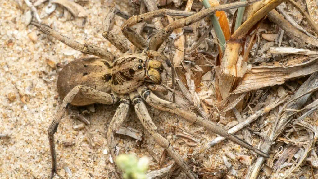 A brown wolf spider with long legs on sandy ground surrounded by dried grass and plant debris.