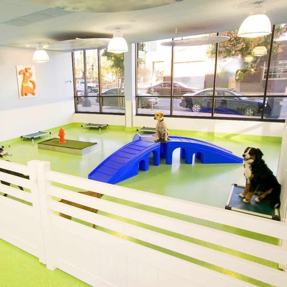 Citydog! Club: More wiggle in the wag! Citydog! Club: More wiggle in the wag!