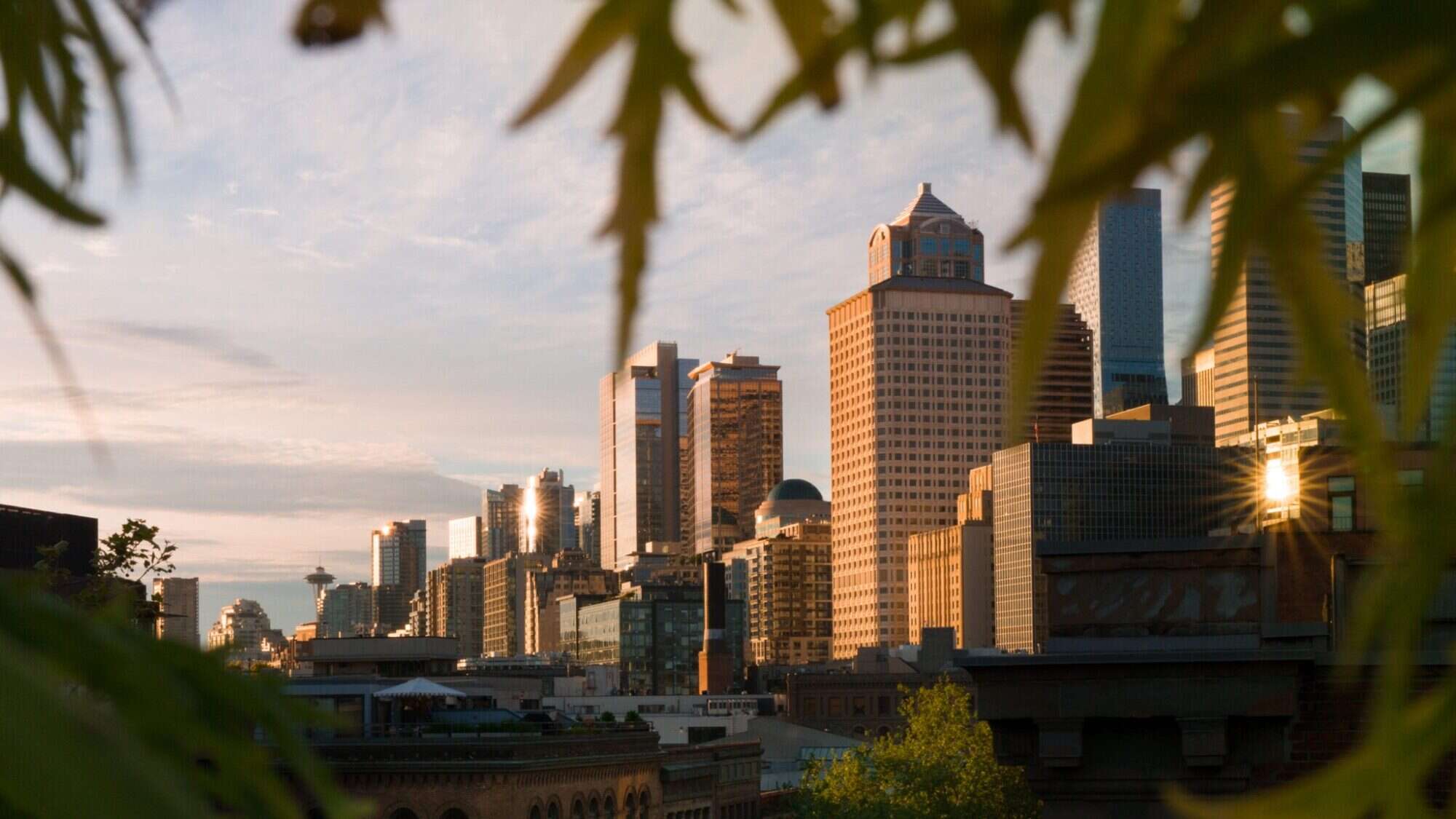 Downtown city skyline with tall buildings at sunset, partially framed by out-of-focus green leaves in the foreground.