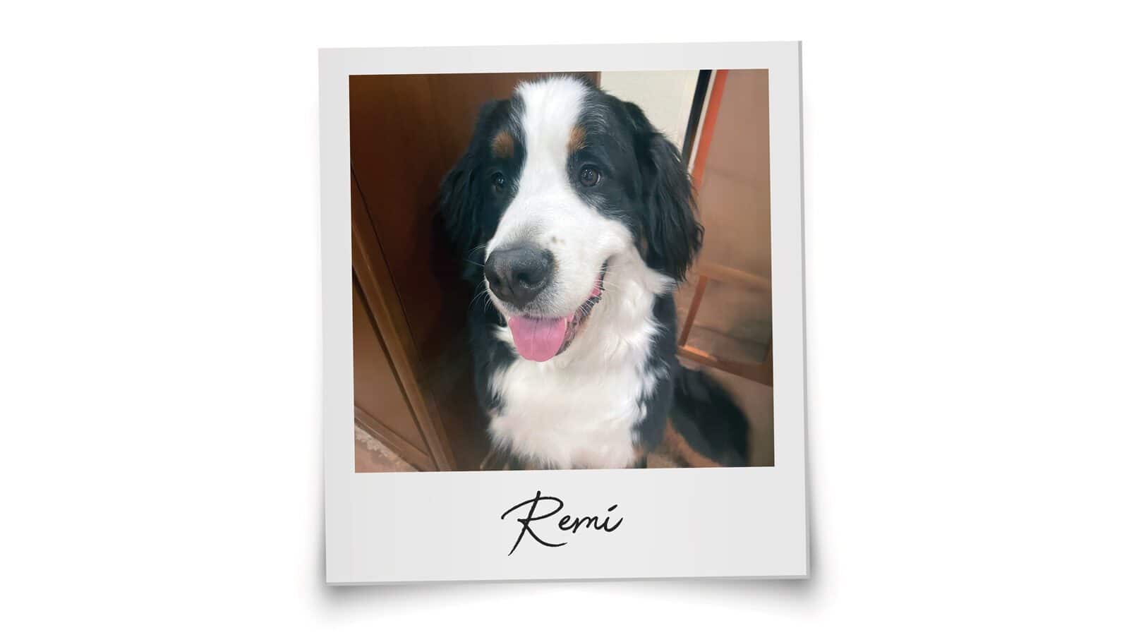 A Bernese Mountain Dog sits indoors, looking at the camera with its mouth open and tongue out, perfectly ready for Seattle’s Magazine’s Critter Chronicles. The name "Remí" is written on the photo border.