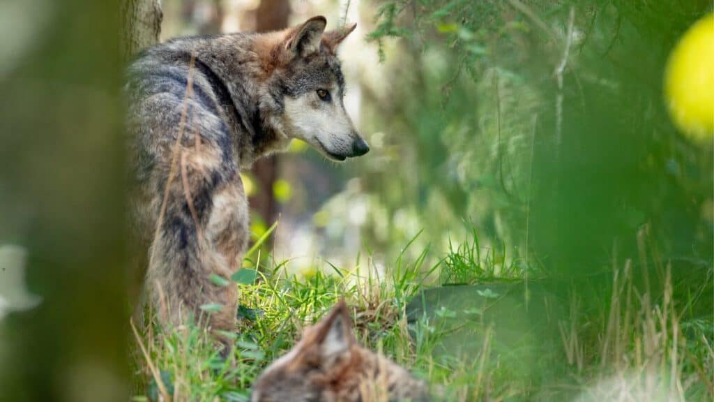 A wolf stands alert in a green forest, partially obscured by foliage, with another wolf lying down in the foreground—an untamed scene that’ll make you say, “Howl About That!”.