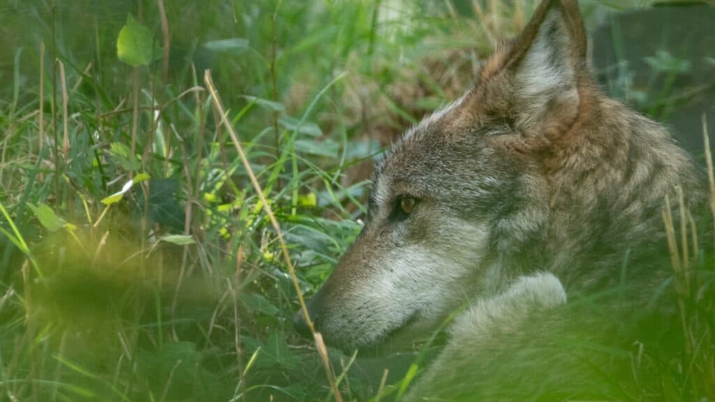A wolf lying in tall grass, its head turned to the side and partially obscured by green vegetation.