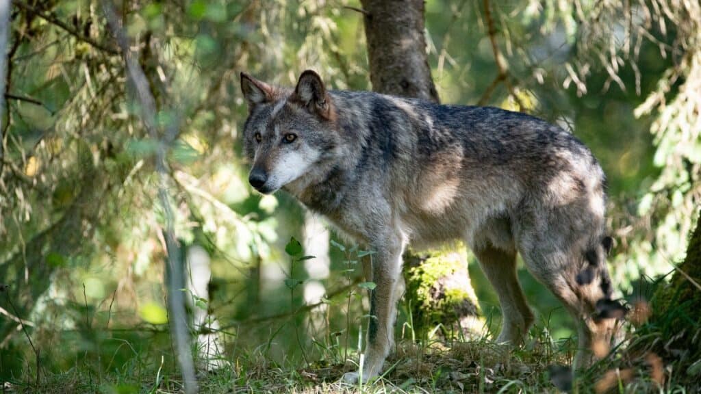 A gray wolf stands alert in a sunlit forest, surrounded by trees and undergrowth.