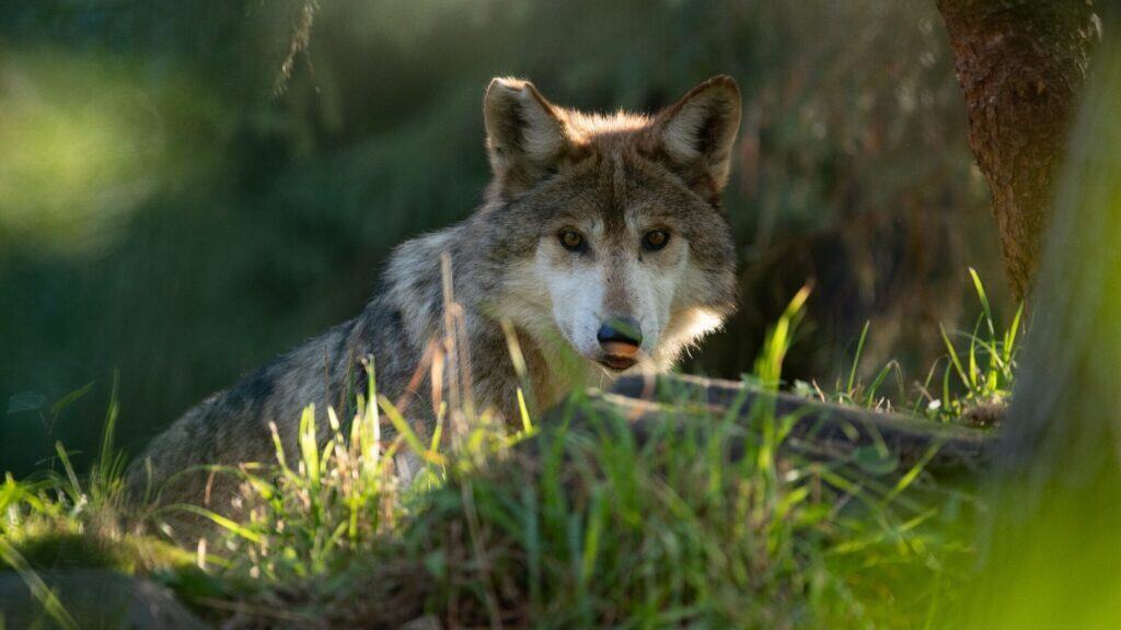 A wolf lies on the grass in a forested area, partially shaded by sunlight, looking directly at the camera.