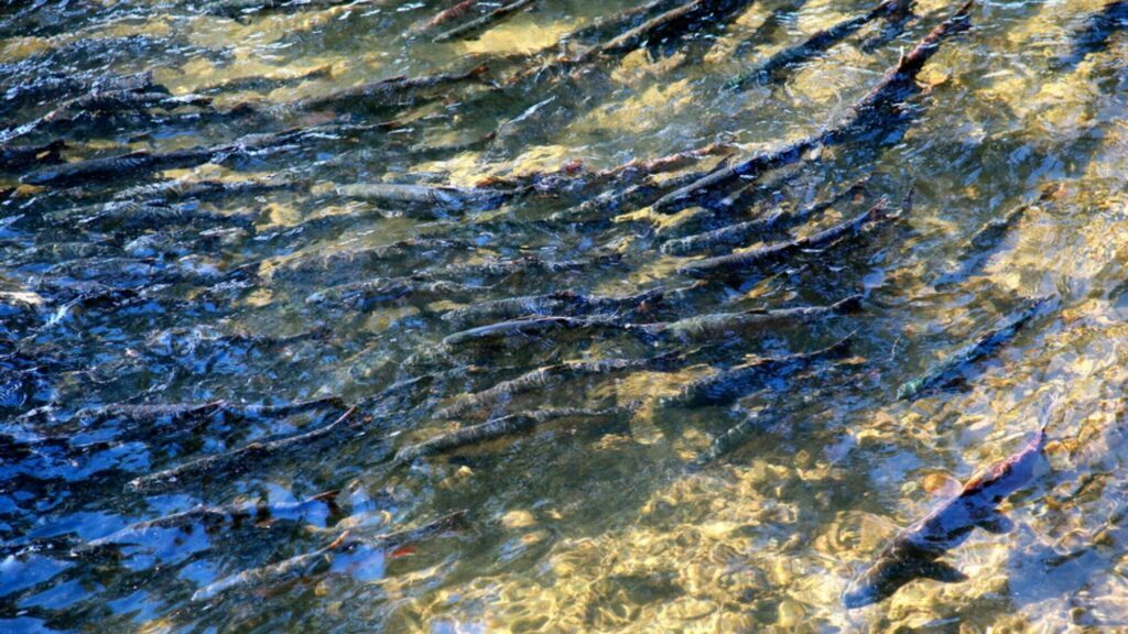 A large group of fish swimming in shallow, sunlit water with their bodies partially visible through the surface.