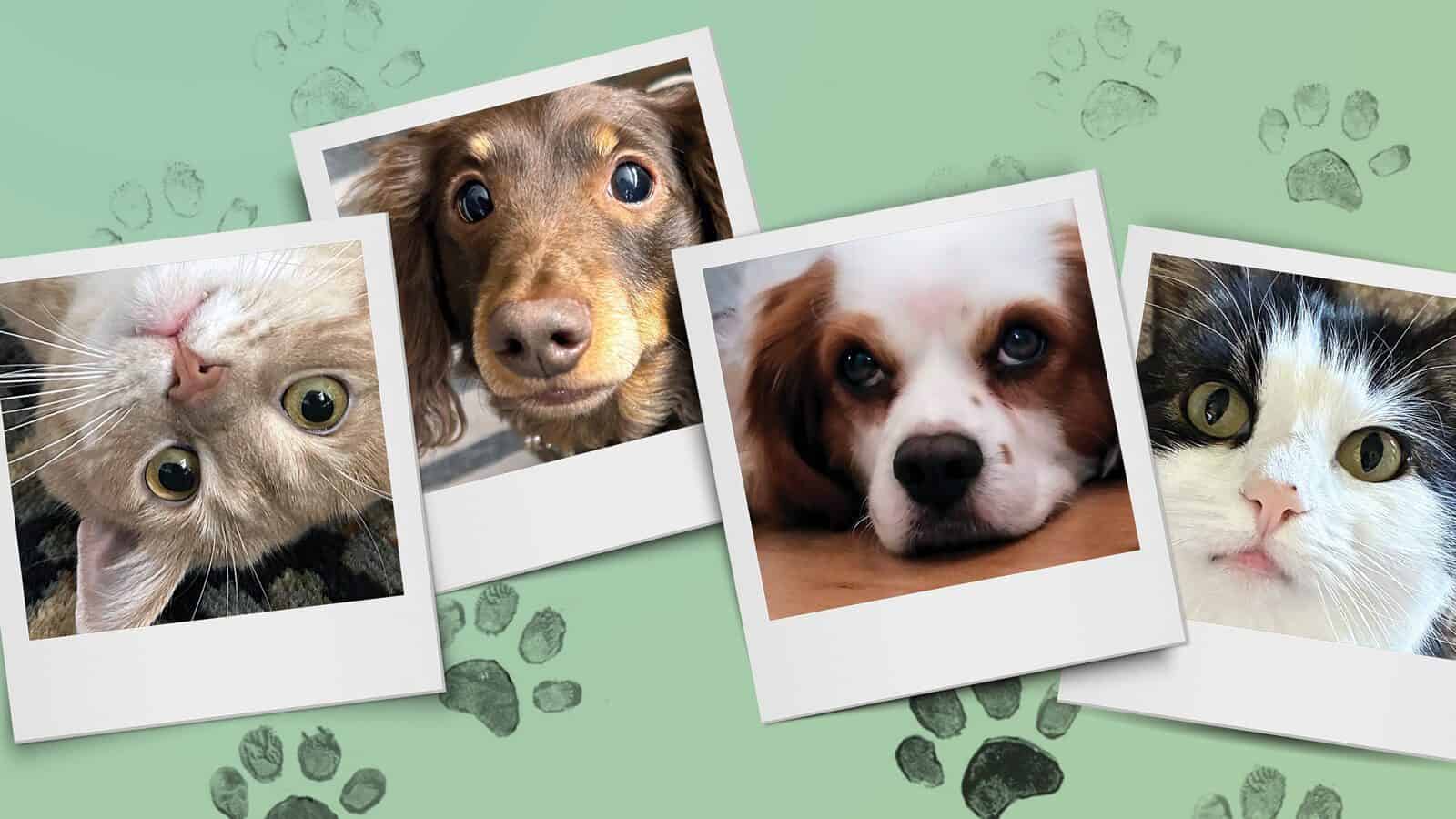 Four Polaroid-style photos of two cats and two dogs are displayed on a green background with paw prints, inspired by Seattle’s Magazine’s Critter Chronicles.