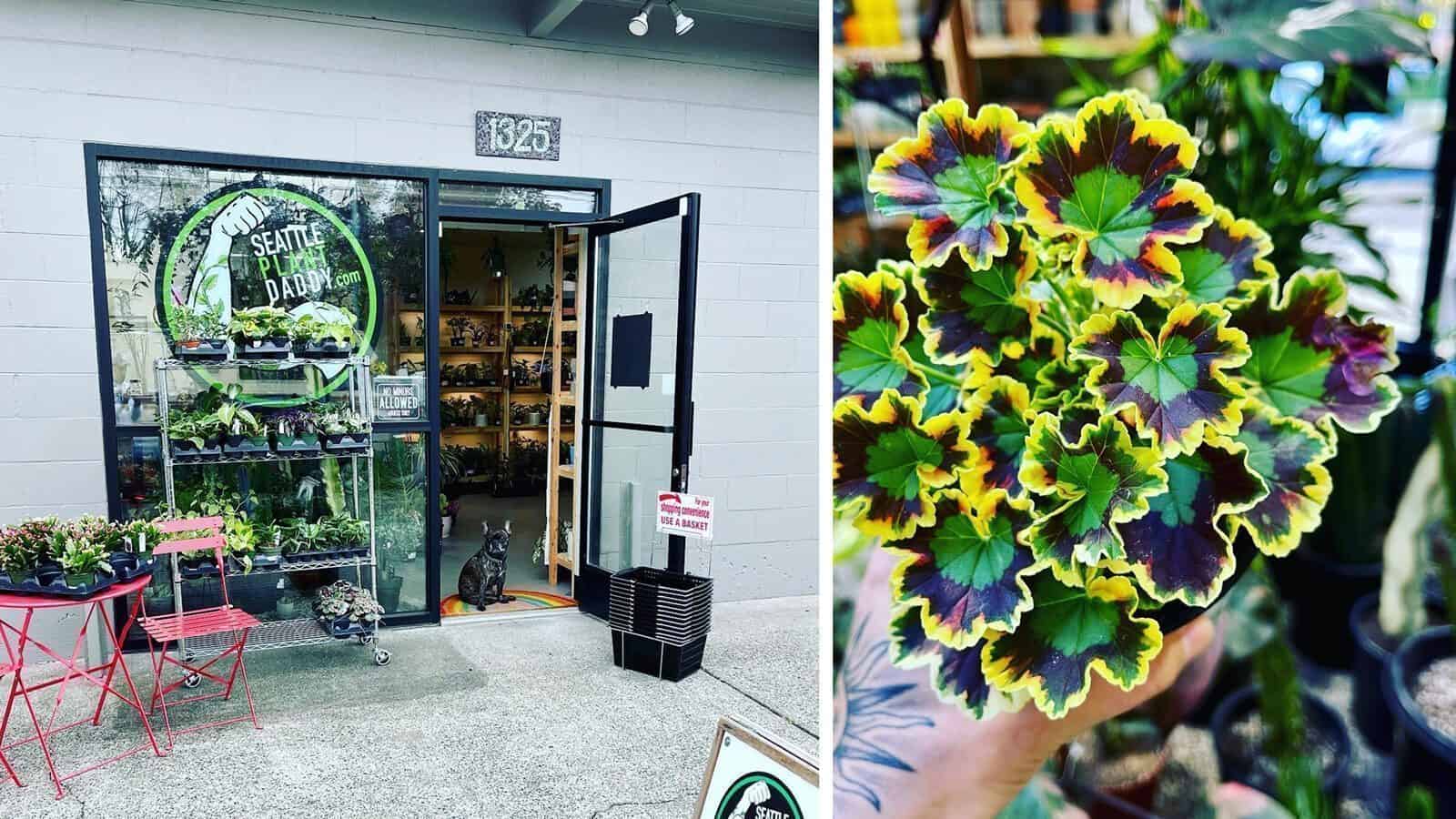 A small plant shop with a glass door, potted plants outside, and a cat by the entrance—inside, vibrant celebrations honor Seattle’s rich LGBTQIA+ history, captured in a close-up of a colorful variegated leaf held in hand.
