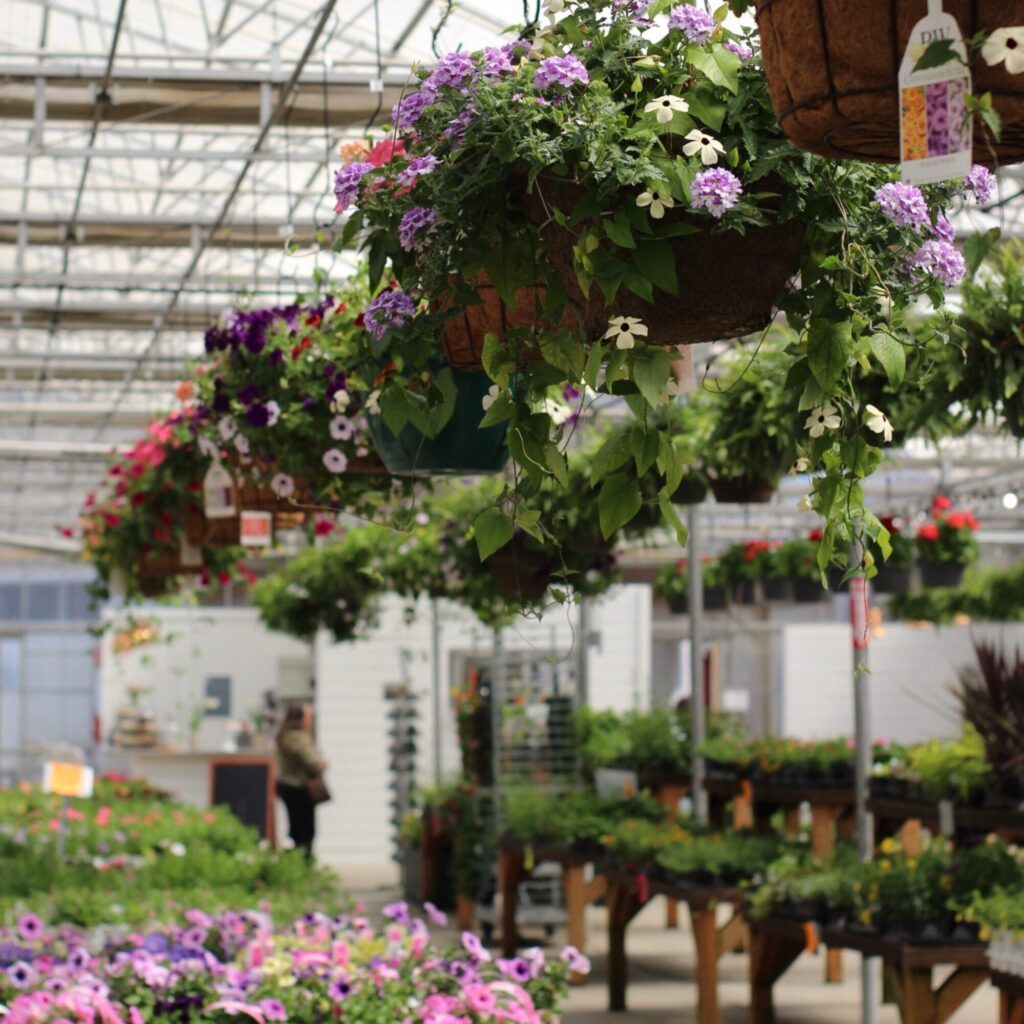 Hanging baskets with purple and white flowers in a greenhouse, surrounded by tables of potted plants and a person in the background—perfect inspiration for Seattle Mother’s Day gifts or your next addition to the Seattle gift guide.