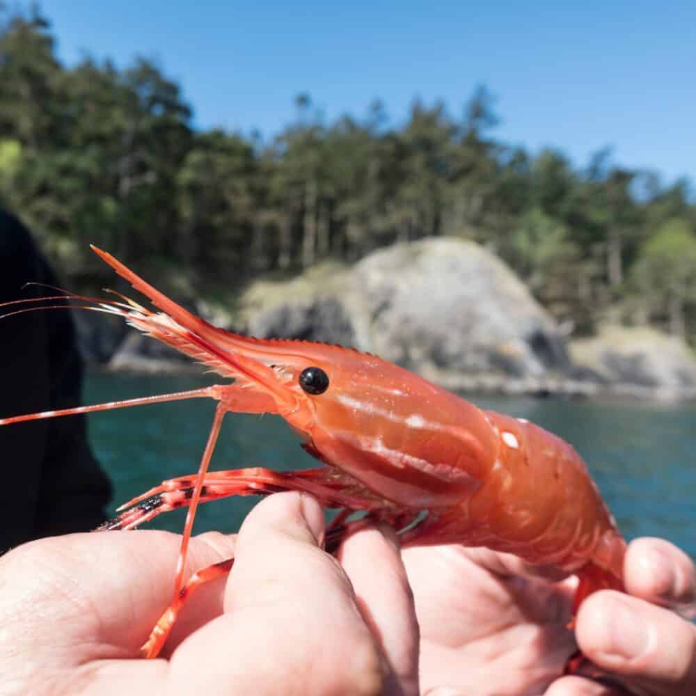 Celebrating the Spot Prawn Celebrating the Spot Prawn