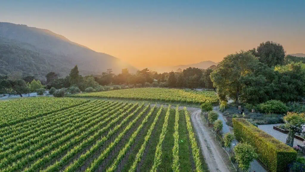 Rows of grapevines stretch across a vineyard at sunset with mountains and trees in the background. A dirt road runs alongside the vineyard.