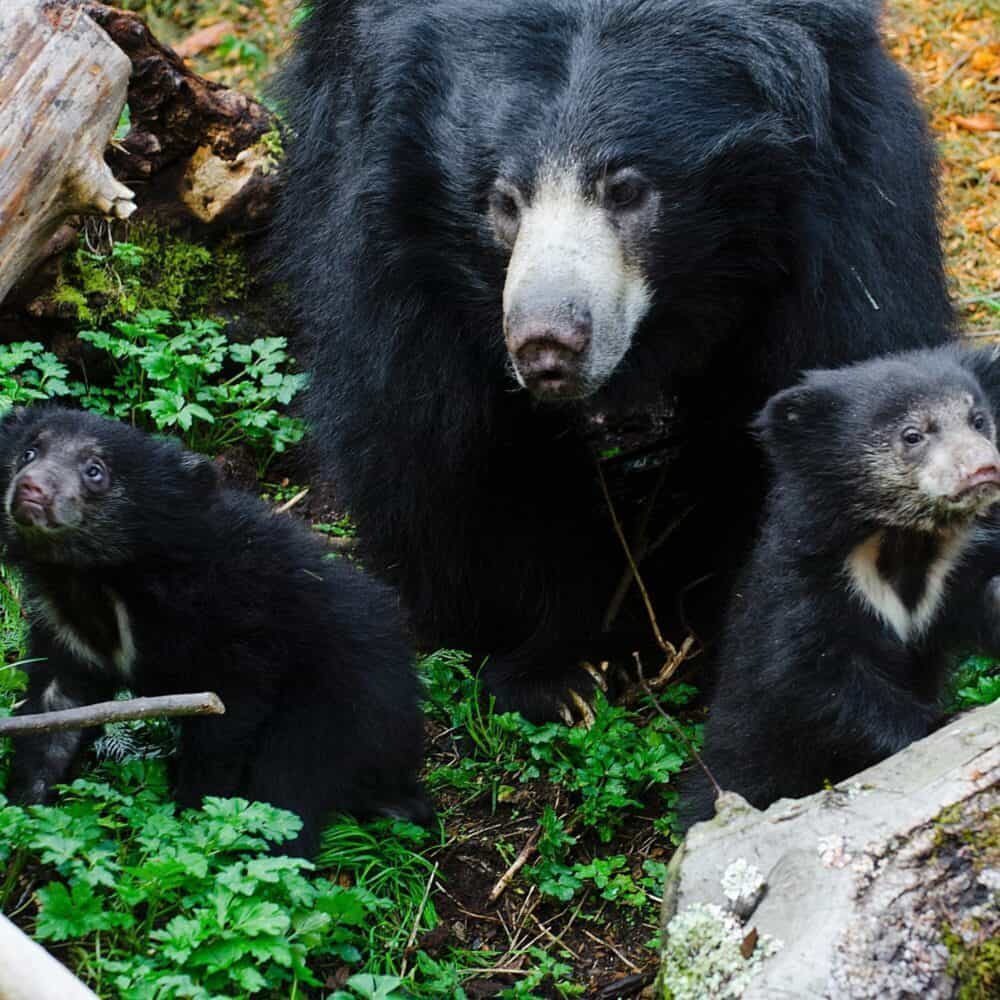 A Quiet Force: Tasha the Sloth Bear Remembered