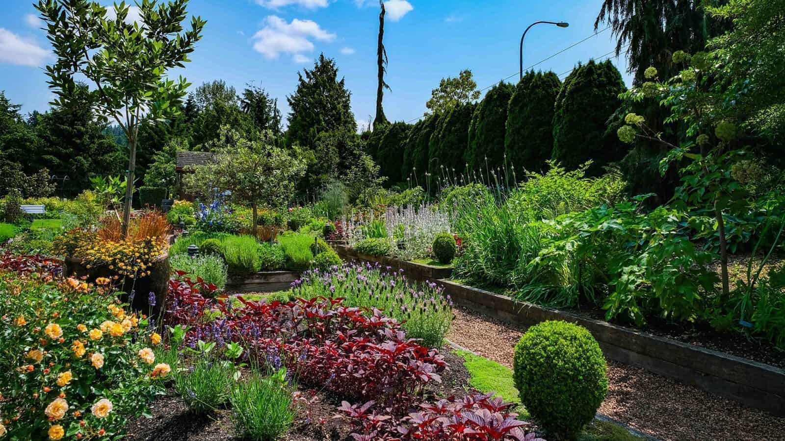 A well-maintained garden with diverse flowering plants, shrubs, and raised beds in Woodinville, bordered by tall trees under a blue sky with scattered clouds—an inviting spot for relaxation.