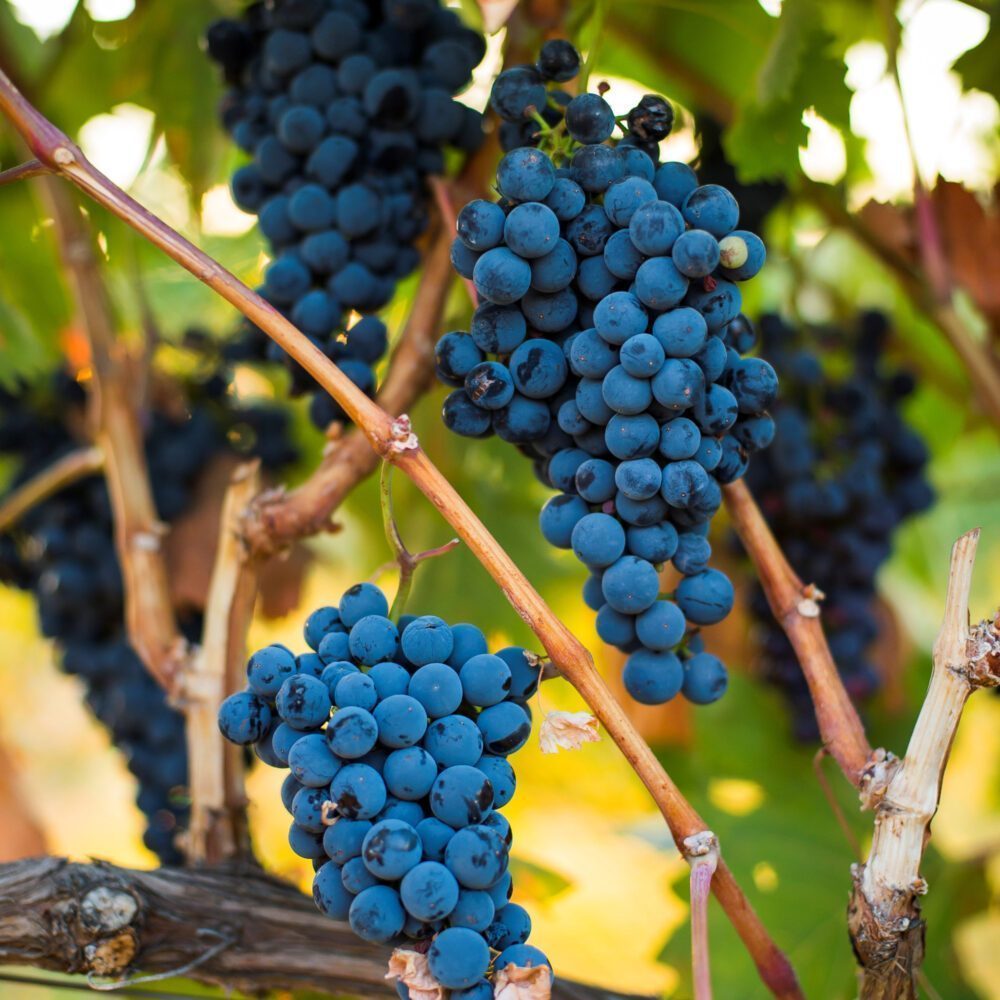 Yakima Valley Vintage | Sponsored Yakima Valley Vintage | Sponsored